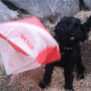 Cockapooen Leo var med å la klubbrankingen på Eigerøy