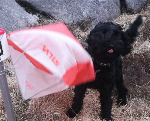 Cockapooen Leo var med å la klubbrankingen på Eigerøy