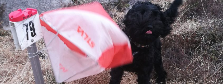 Cockapooen Leo var med å la klubbrankingen på Eigerøy